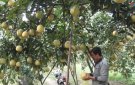Xã Thiệu Duy phát triển mô hình cây ăn quả gắn với chương trình mỗi xã một sản phẩm